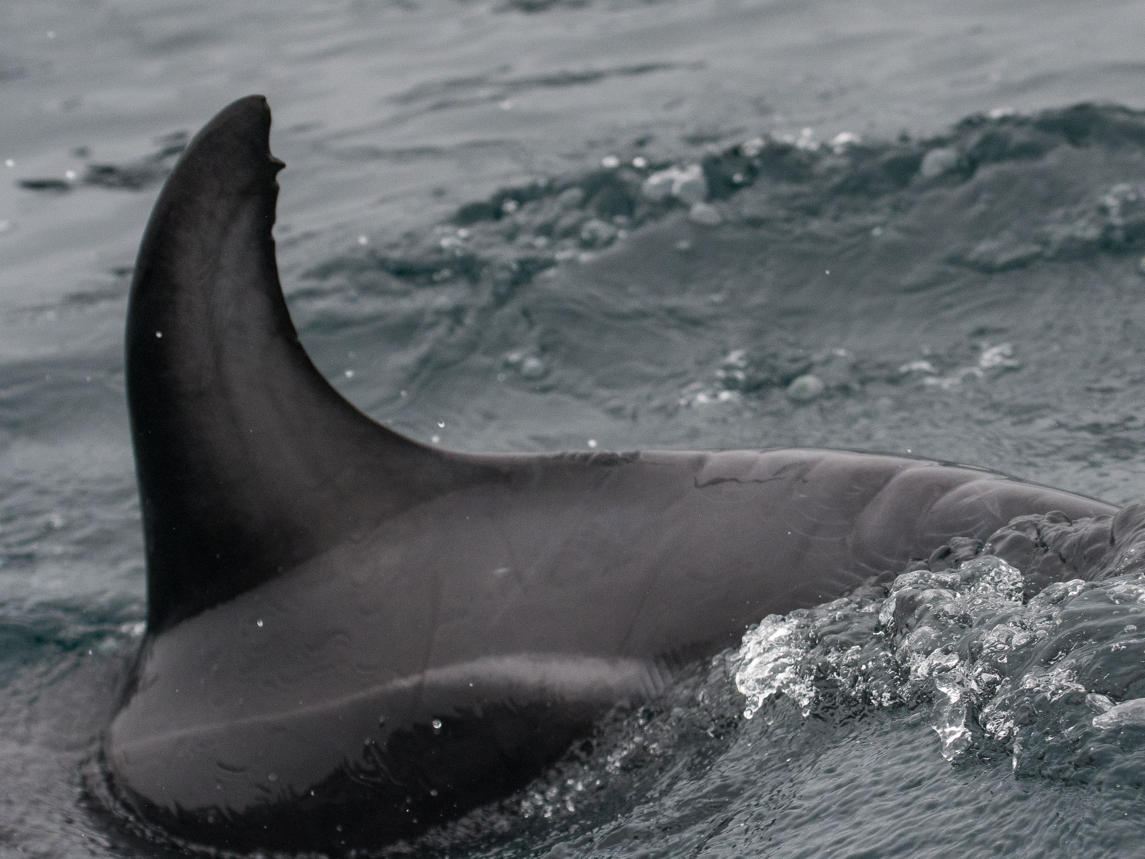 Dauphin sombre ou obscur, ou Dauphin de Gray (Dusky dolphin, Lagenorhynchus obscurus obscurus), Walvis bay, Namibie.